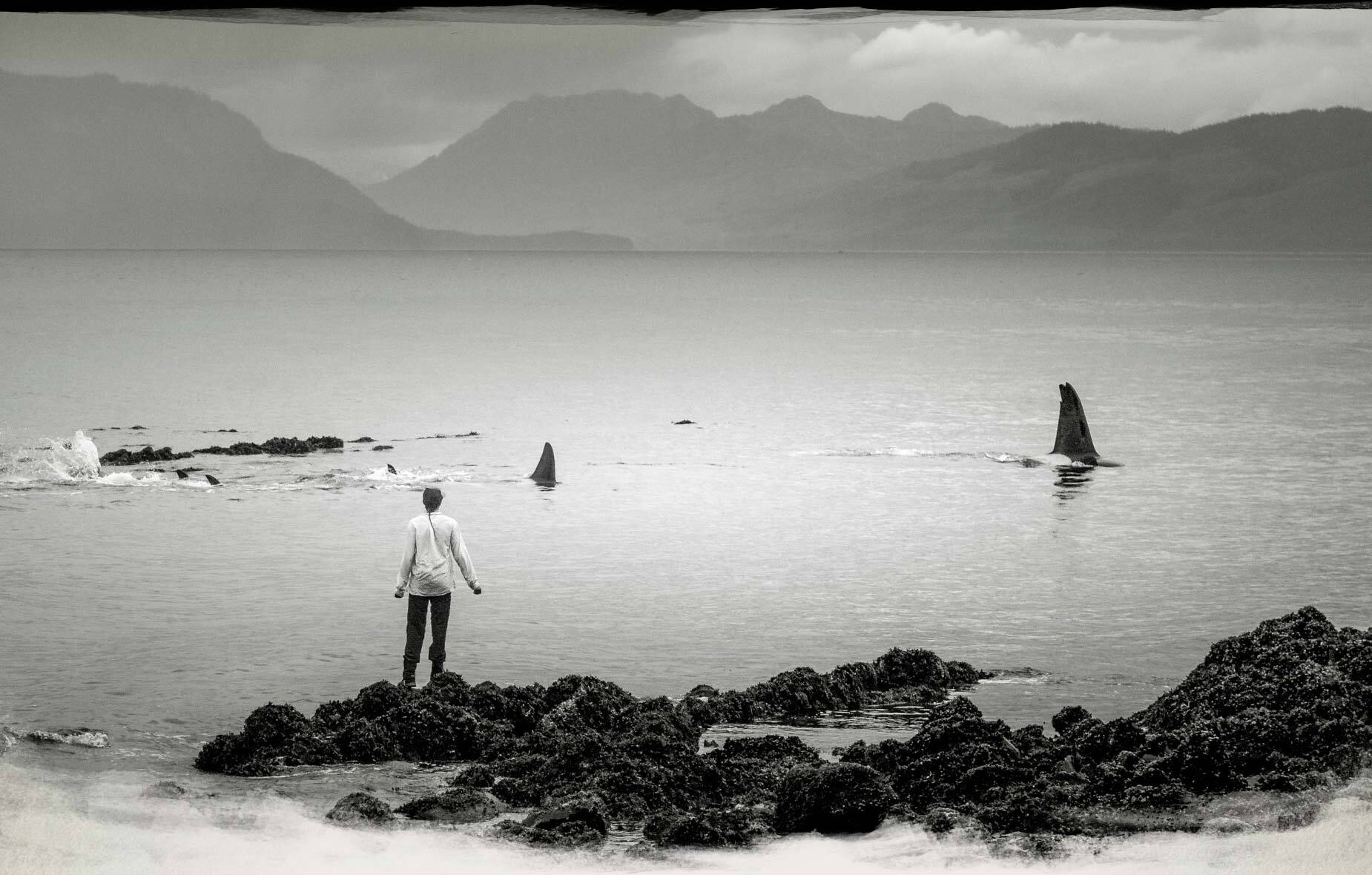 Rear view a person standing on a rocky shore of a body of water, watching Orcas whose dorsal fins are out of the water