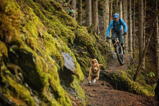 Dog running down forest singletrack trail with moss covered rocks on one side, leading mountain biker in blue jacket